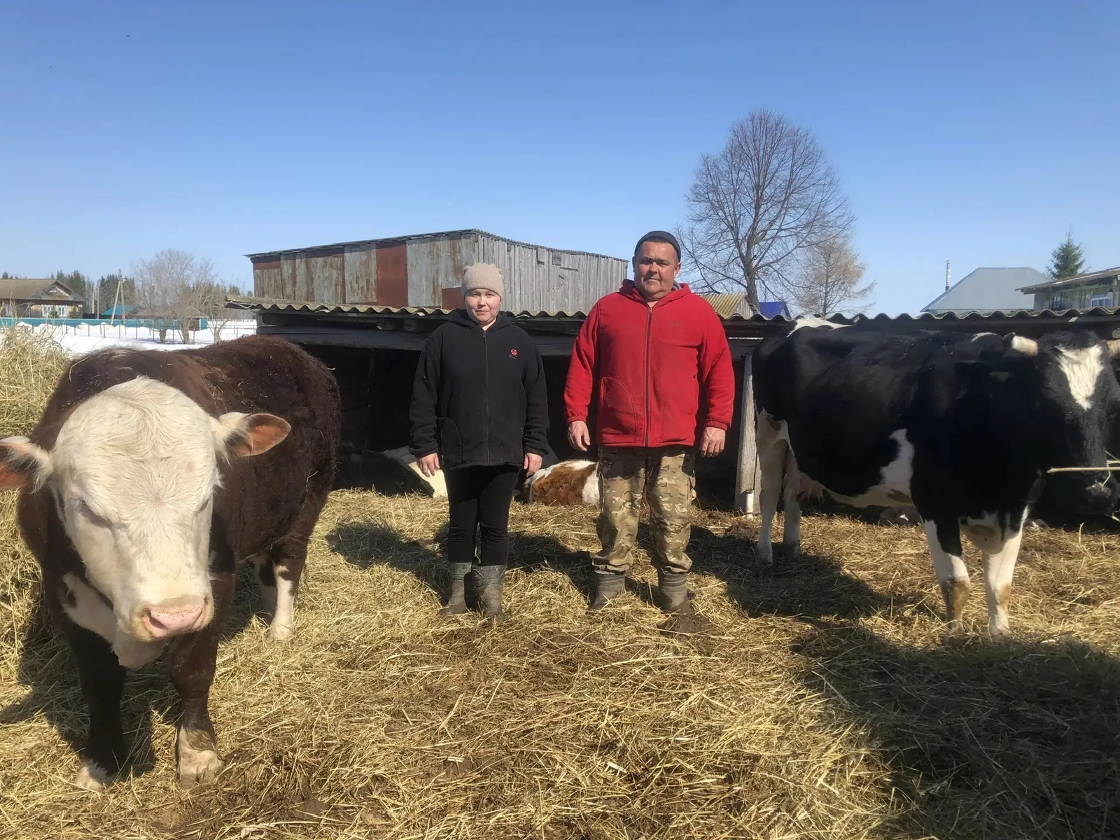 Күпләп мал аҫрайҙар