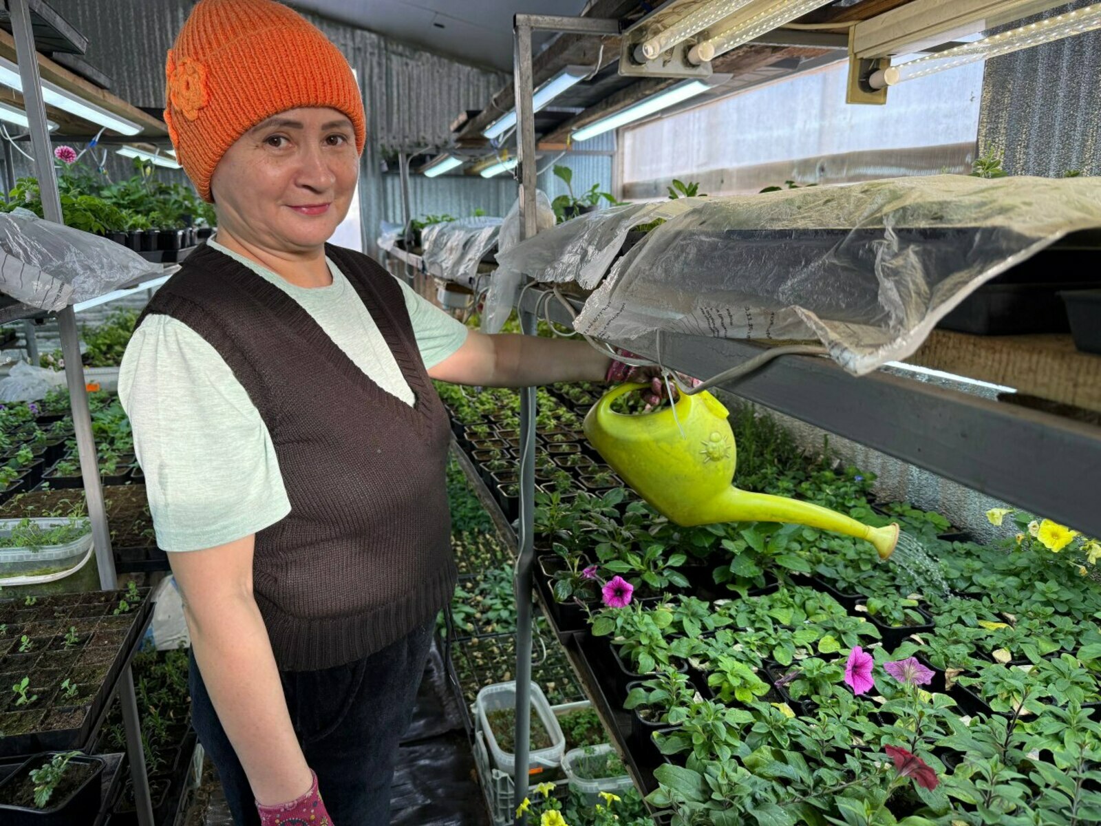 Помидор, борос, баклажандың ниндәй сорттарын сәсеү яҡшы?