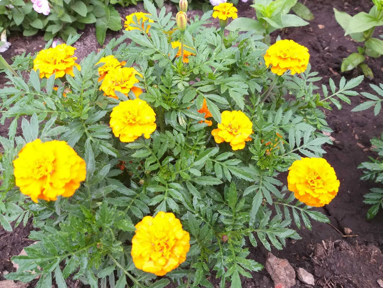 МЧС Башкирии предупредило граждан о грозах и тумане