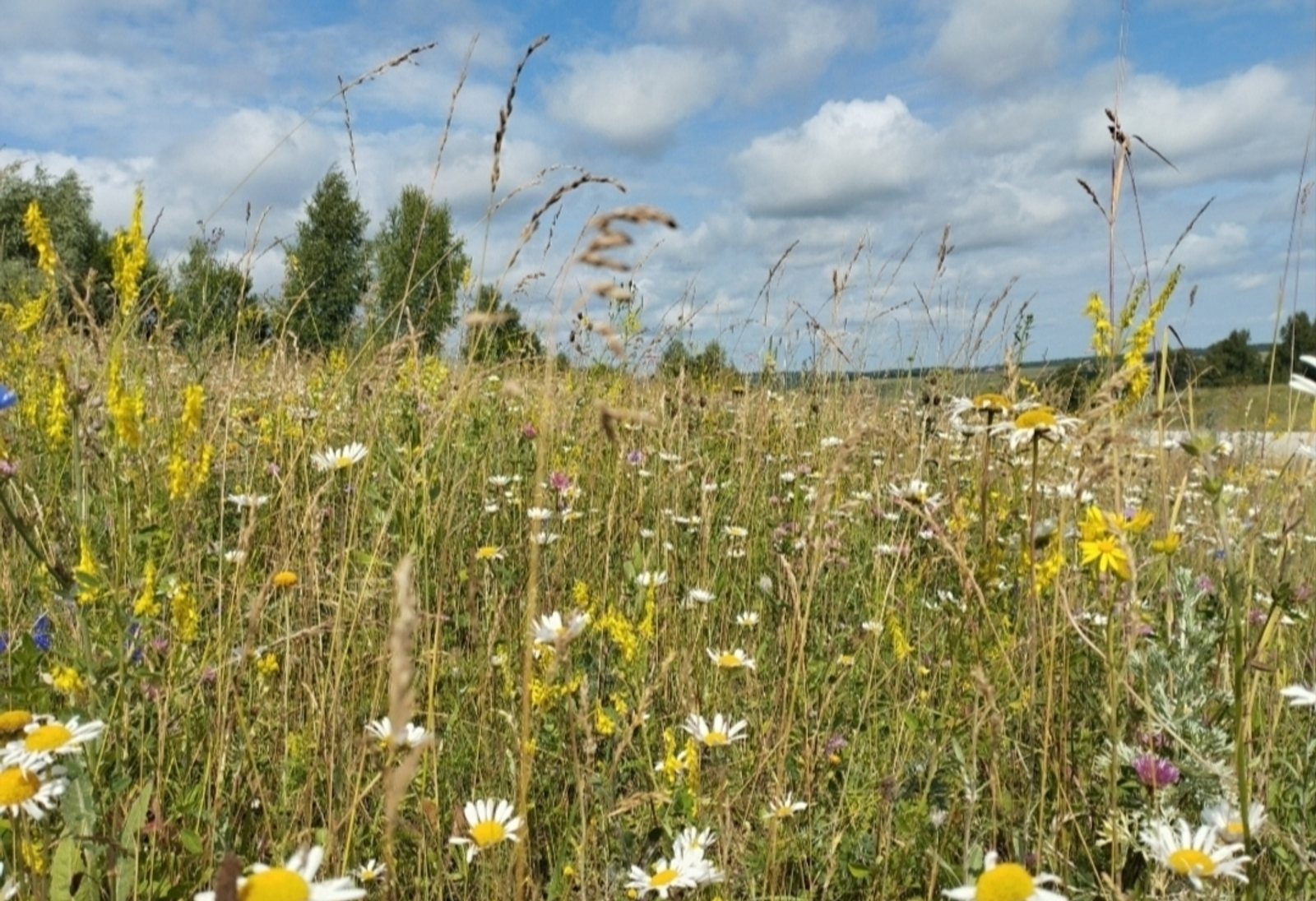 Быйылғы йәй ниндәй булыр?