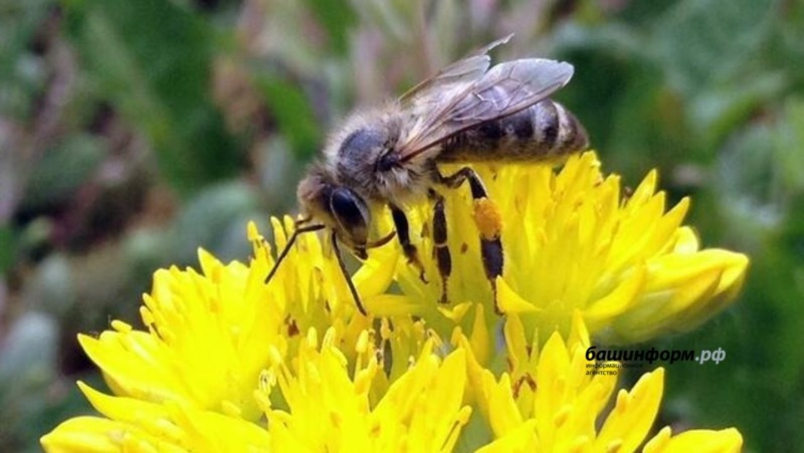 В Башкирии из-за температурных "качелей" может осложнится зимовка у пчел