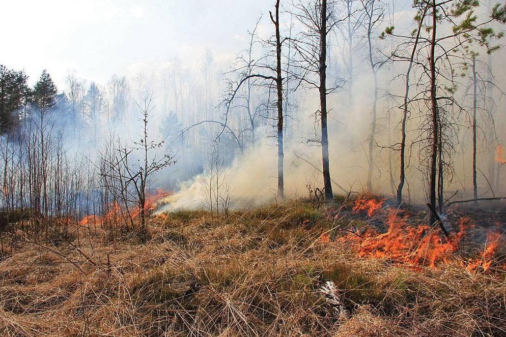 В Башкирии снова вспыхнули лесные пожары