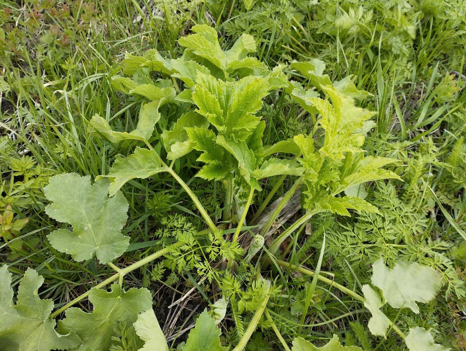 Май байрамдарында көн нисек буласаҡ?