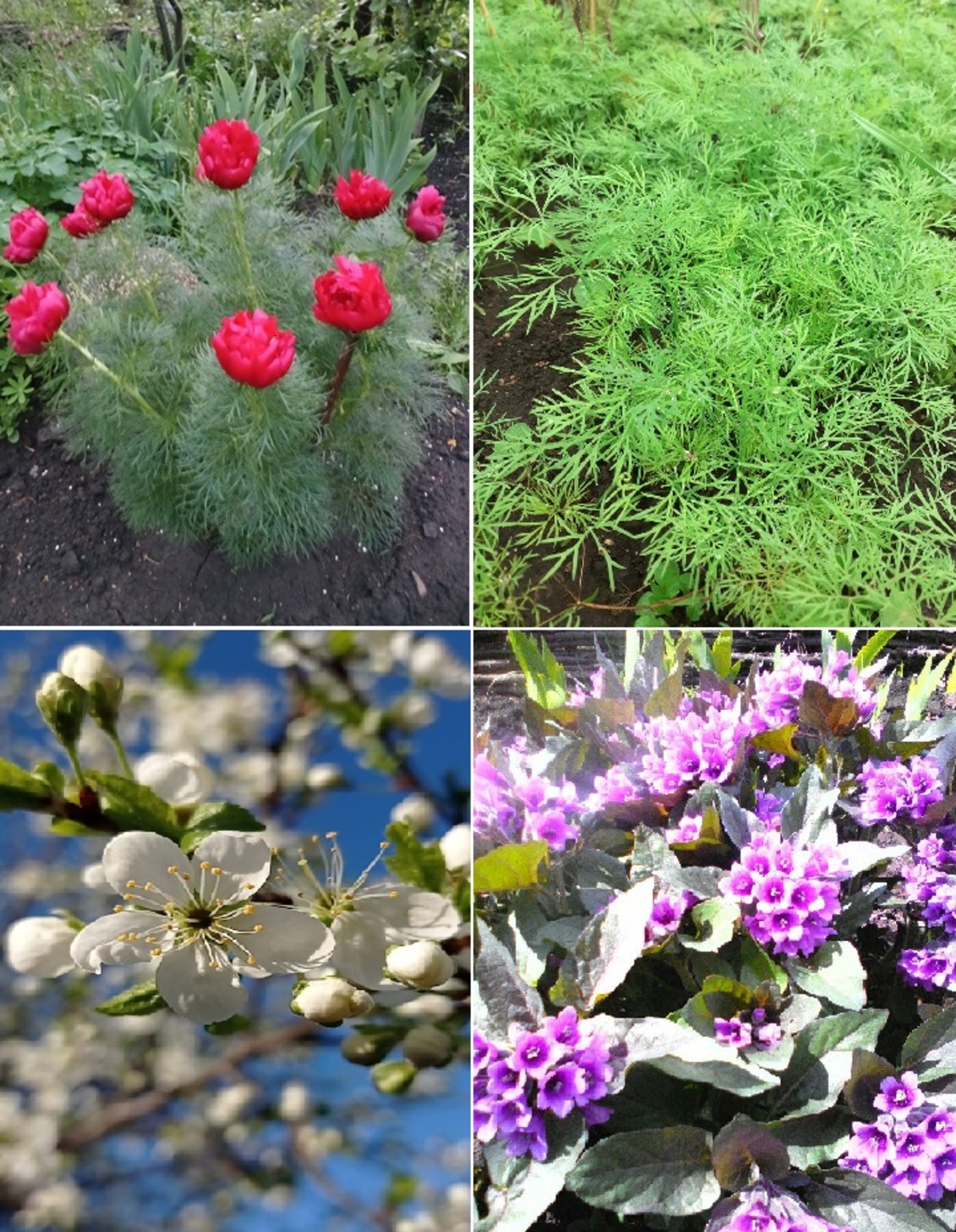 Май айына баҡса эштәре өсөн ай календары