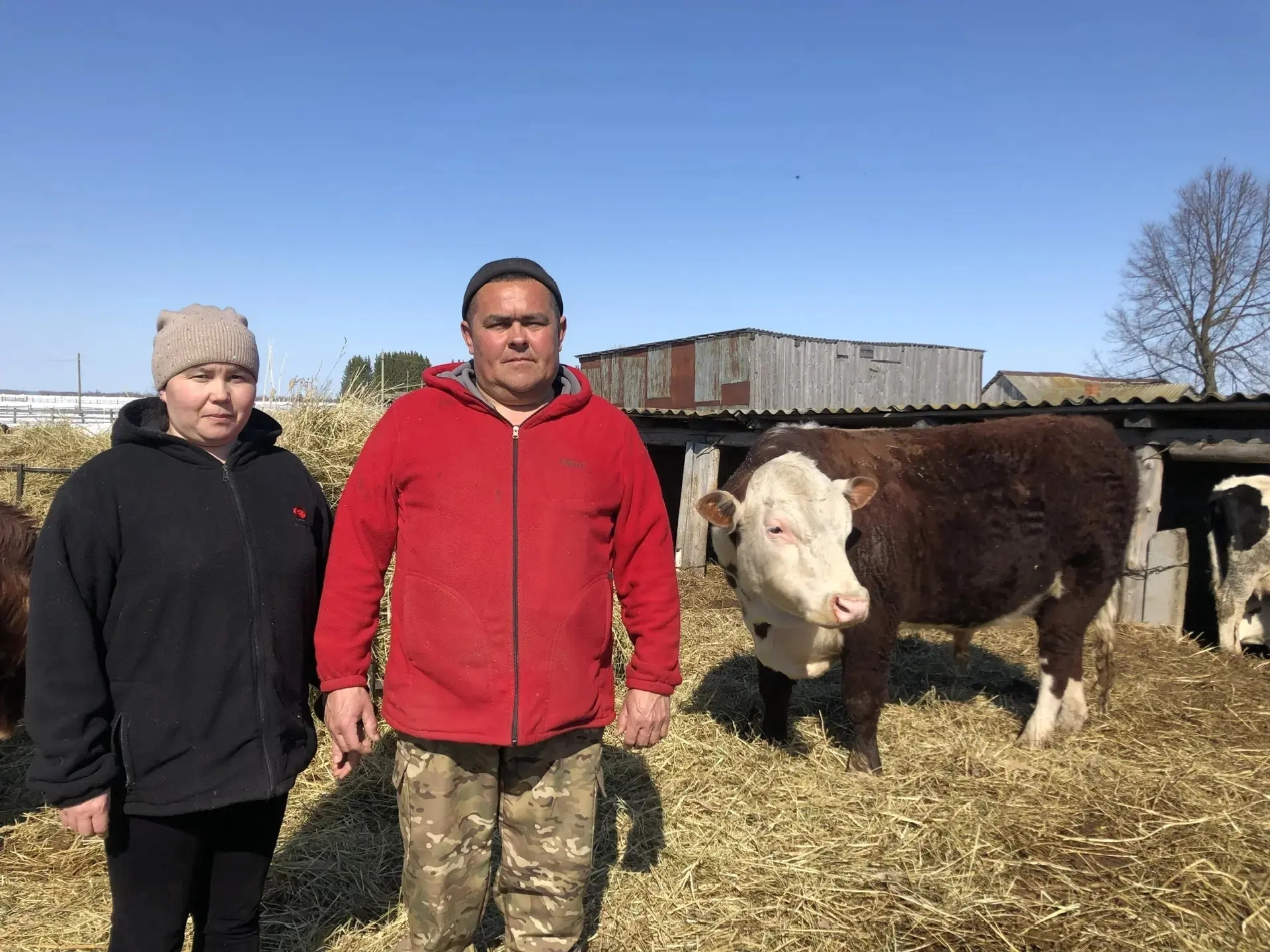 Күпләп мал аҫрайҙар