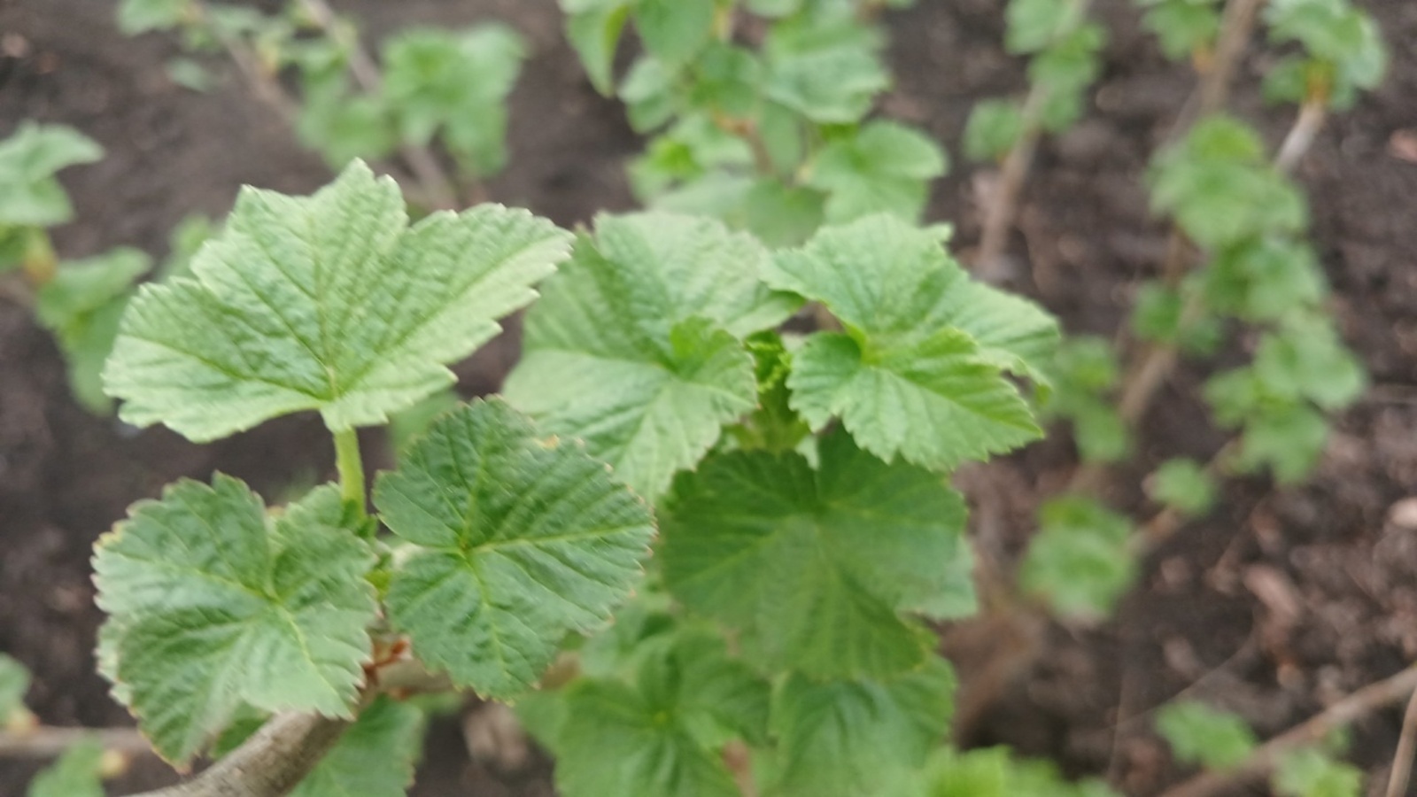 Ҡарағат япрағының иң тәмле, шифалы сағы