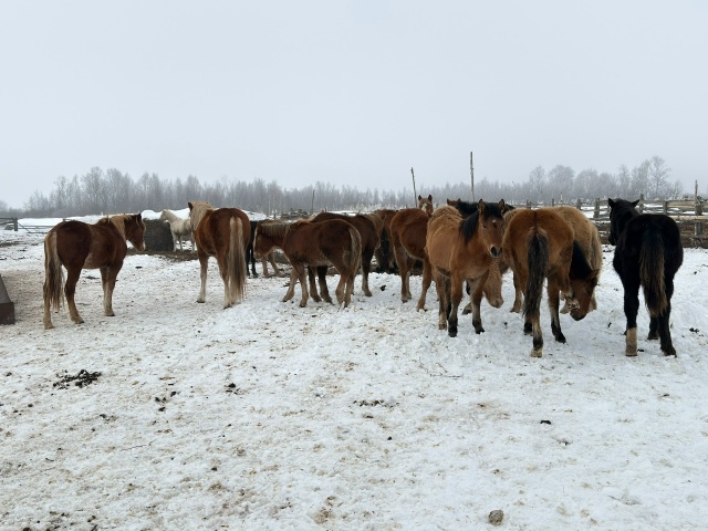 Район хакимиәте башлығының эш сәфәре