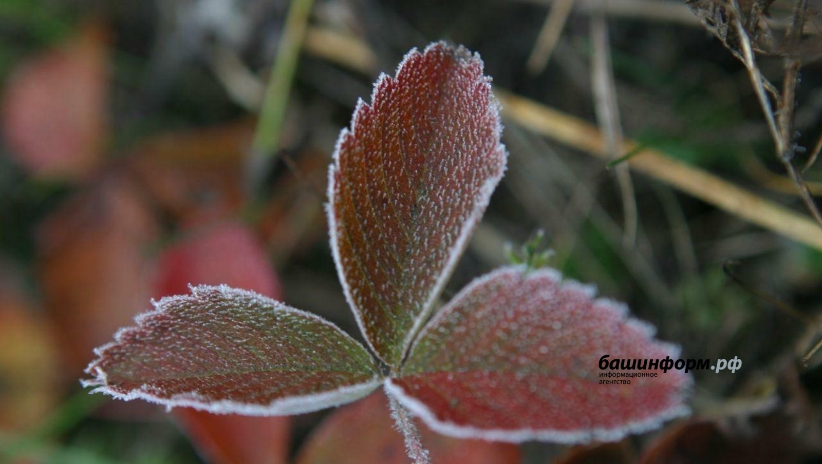В Башкирии температура воздуха опустится до -8°