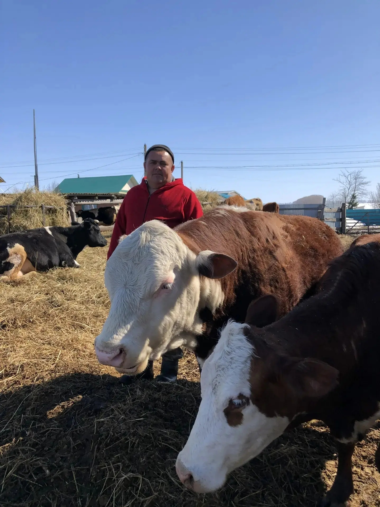 Күпләп мал аҫрайҙар