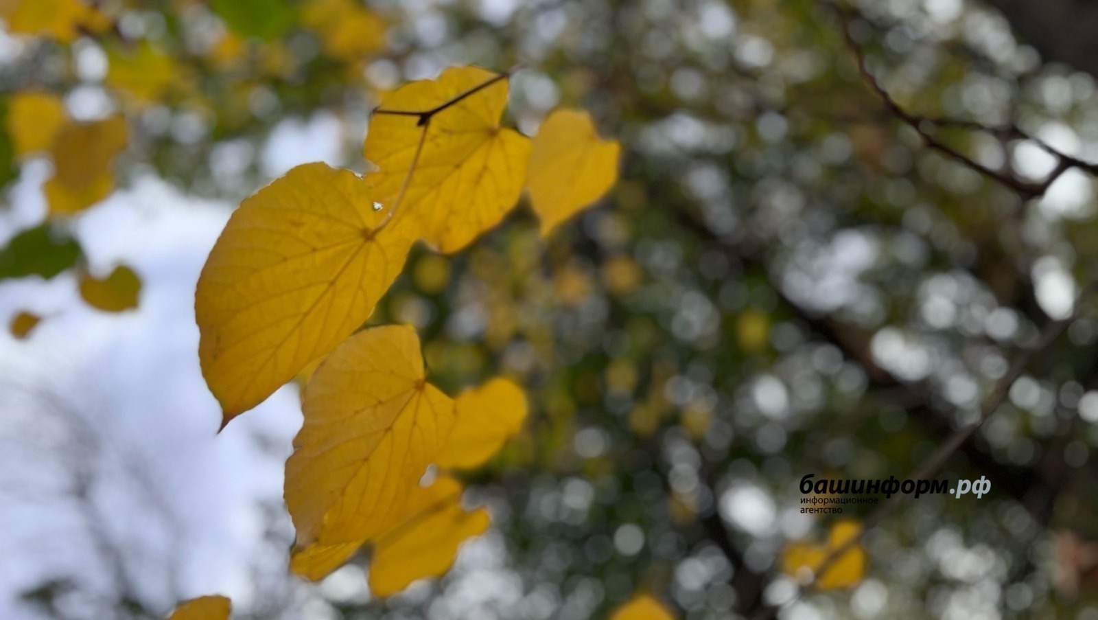 Ноябрҙә Башҡортостанда һауа температураһы норманан юғары булмаҡсы – синоптиктар
